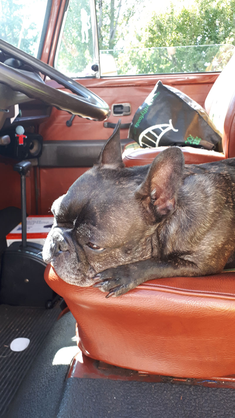 Joey in the VW Van